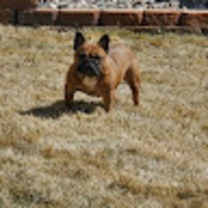 Meet your Posher, Antwone